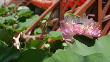 粉红色的莲花花绿色叶子池塘美丽的部分白色莲花花象征佛教浮动池塘水阳光明媚的一天佛教宗教花背景